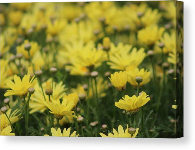 Sunshine Yellow Canvas Print featuring the photograph Fields of Daisies by Colleen Cornelius