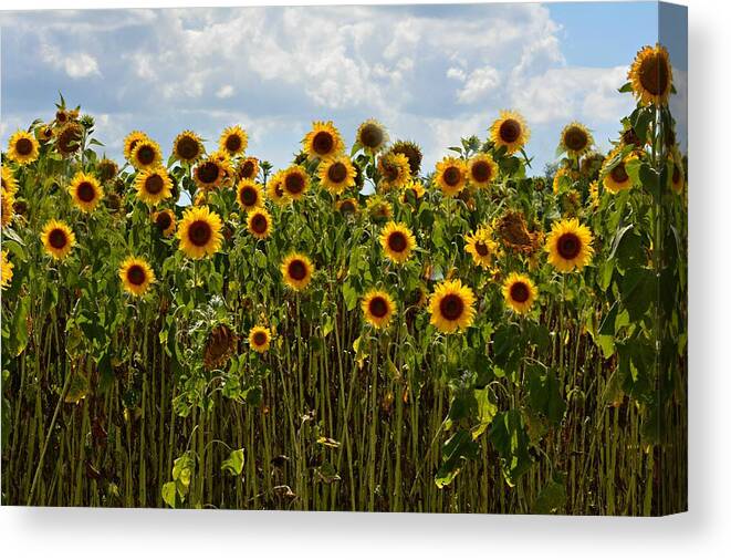 Sunflower Canvas Print featuring the photograph Fields of Gold by Carolyn Mickulas