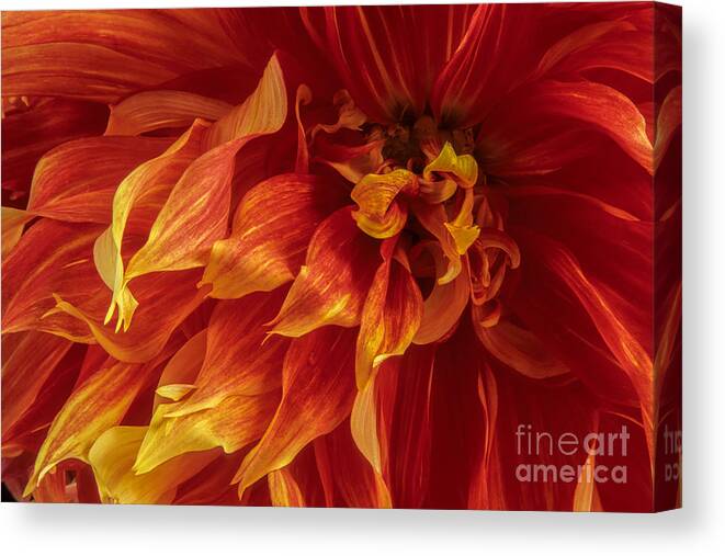 Flower Canvas Print featuring the photograph Fiery Dahlia by Chris Scroggins