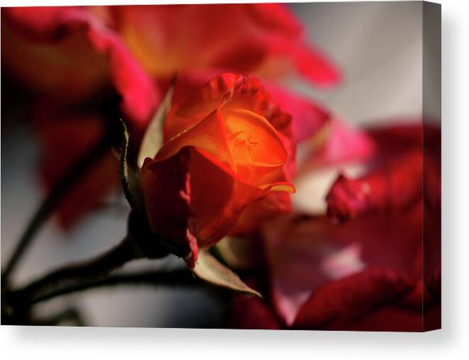 Rose Flower Bokeh Red Orange Flame Canvas Print featuring the photograph FieryRose by Ian Sanders