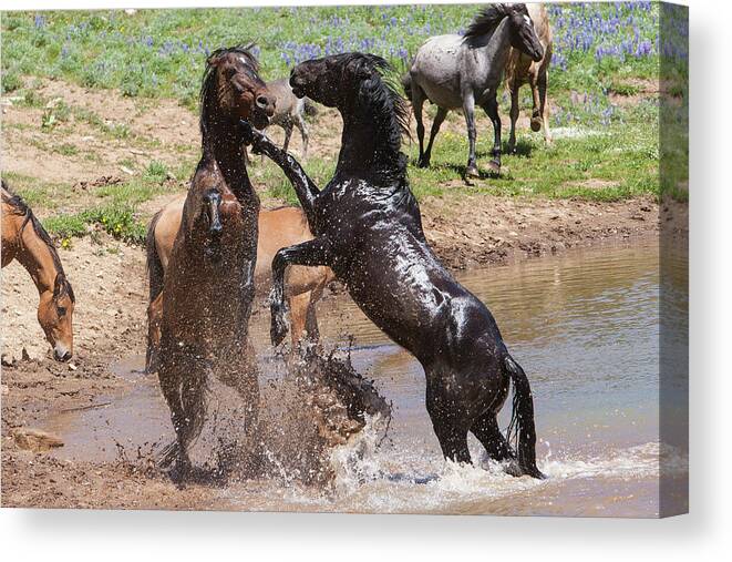 Wild Stallions Canvas Print featuring the photograph Fight at the Water Hole Wild Stallions by Mark Miller