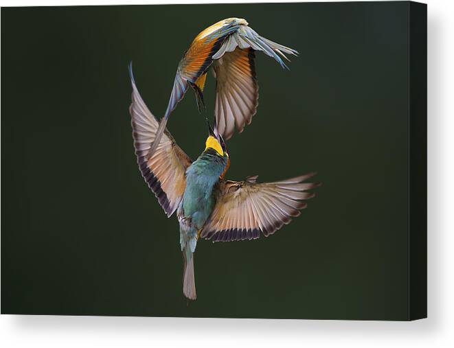 Nature Canvas Print featuring the photograph Fight Between Rainbows by Marco Redaelli