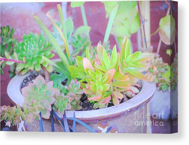 Pot Canvas Print featuring the photograph Filled with Color by Merle Grenz
