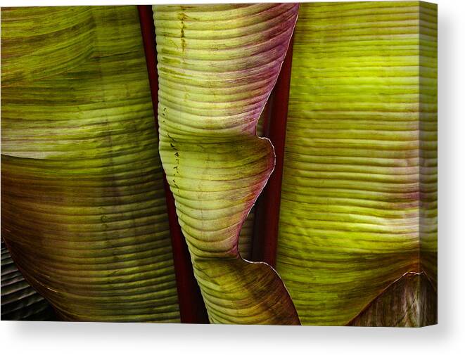 Banana Palm Canvas Print featuring the photograph Fire Palm IV by Windy Osborn
