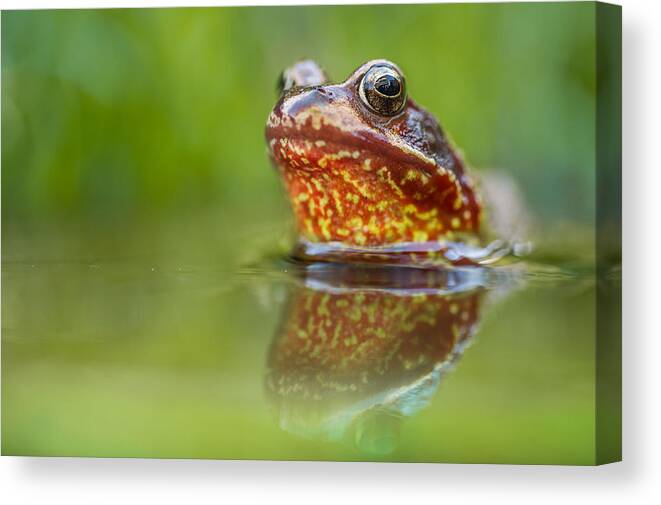 Frog Canvas Print featuring the photograph Firefrog by Niklas Banowski Wildlifephoto