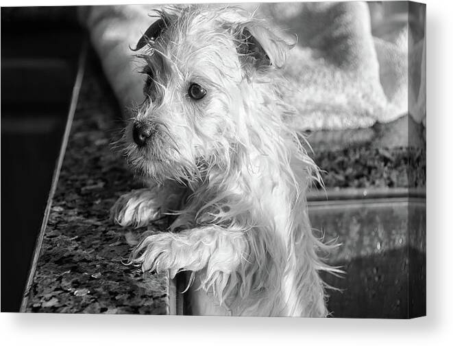 West Highland White Terrier Canvas Print featuring the photograph First Bath by Debra Baldwin