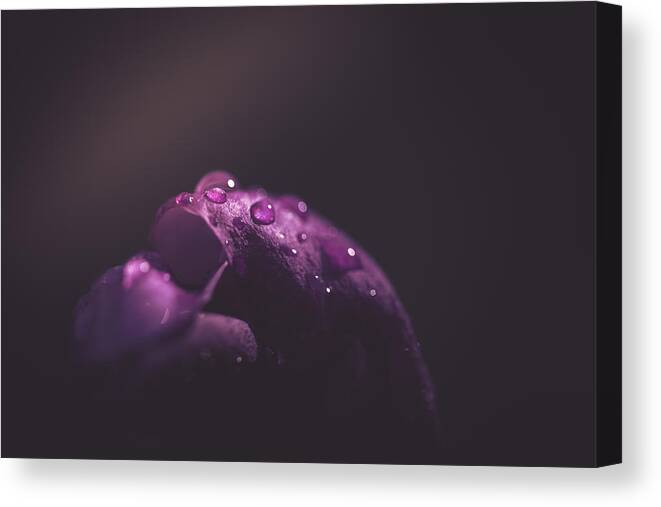 Light Canvas Print featuring the photograph First light of Spring by Shane Holsclaw