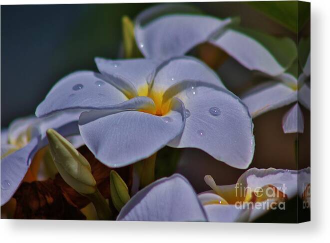 Rain Drops Canvas Print featuring the photograph First Sign of Rain by Craig Wood