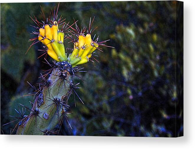 Arizona Canvas Print featuring the photograph First Signs of Spring on the Sonoran Desert by Roger Passman