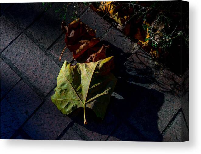 Fall Canvas Print featuring the photograph First to Fall by Derek Dean