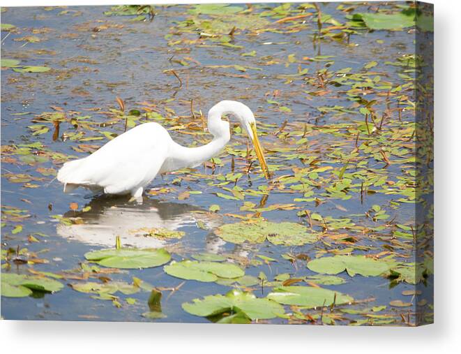 Great Egret Canvas Print featuring the photograph Fishing for Dinner by Linda Kerkau