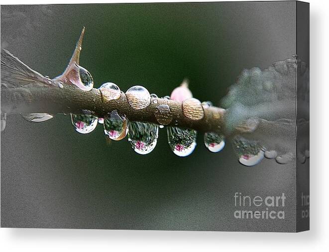 Raindrops Canvas Print featuring the photograph Five droplets by Yumi Johnson