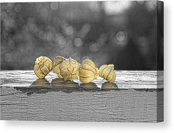 2015 Canvas Print featuring the photograph Five Fairy Lanterns by Sharon Popek