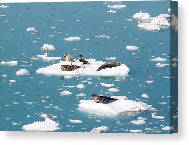 Harbor Seal Canvas Print featuring the photograph Five Habor Seals on Ice Flows by Allan Levin