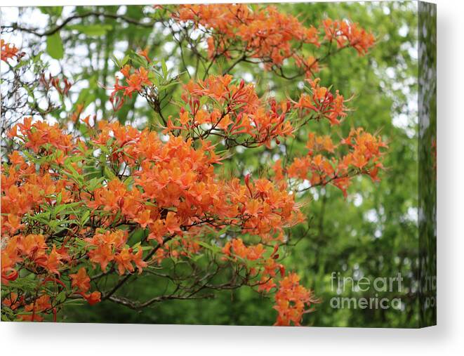 Flame Azaleas Canvas Print featuring the photograph Flame Azaleas by Carol Groenen