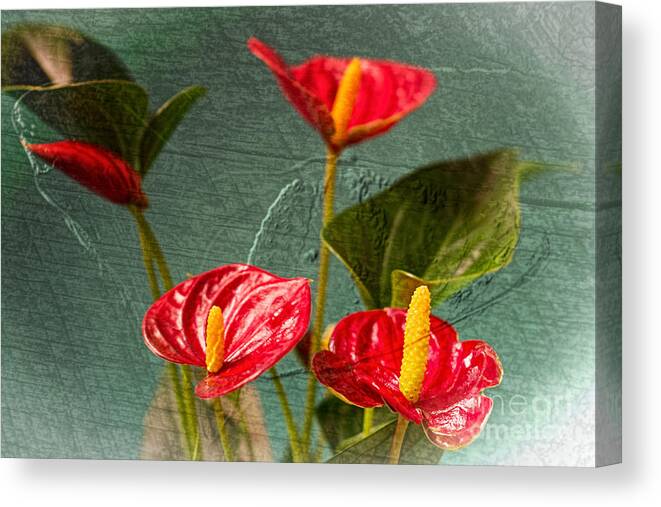 Flamingo Flowers Canvas Print featuring the photograph Flamingo Flowers 2 by Steve Purnell