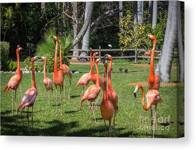 Flamingo Song And Dance Canvas Print Canvas Art By Liesl Walsh