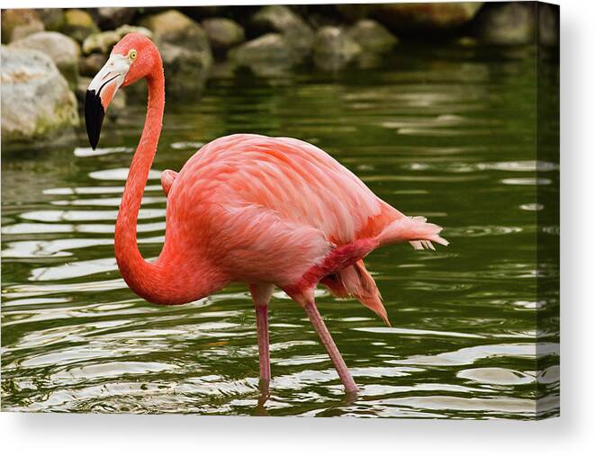 Flamingo Canvas Print featuring the photograph Flamingo Wades by Nicole Lloyd