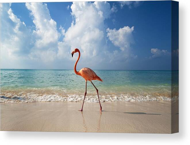 Photography Canvas Print featuring the photograph Flamingo Walking Along Beach by Ian Cumming