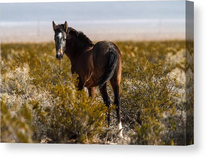  James Marvin Phelps Photography Canvas Print featuring the photograph Fleeting Look by James Marvin Phelps