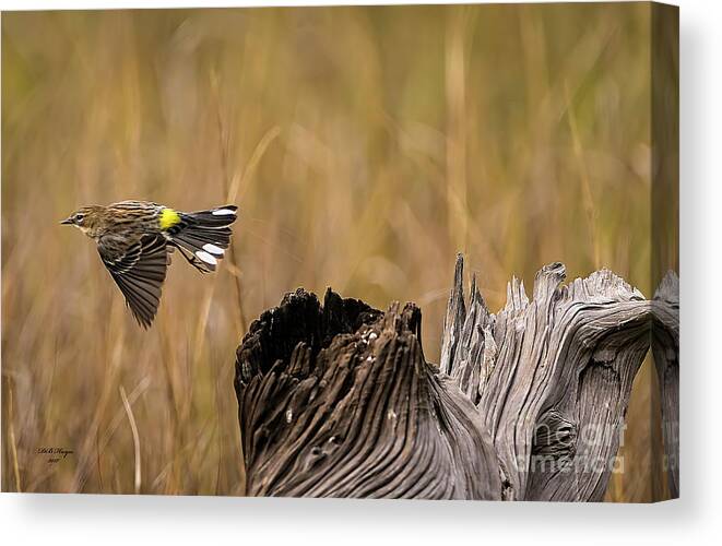 Warbler Canvas Print featuring the photograph Flight Of The Driftwood Butterbutt by DB Hayes