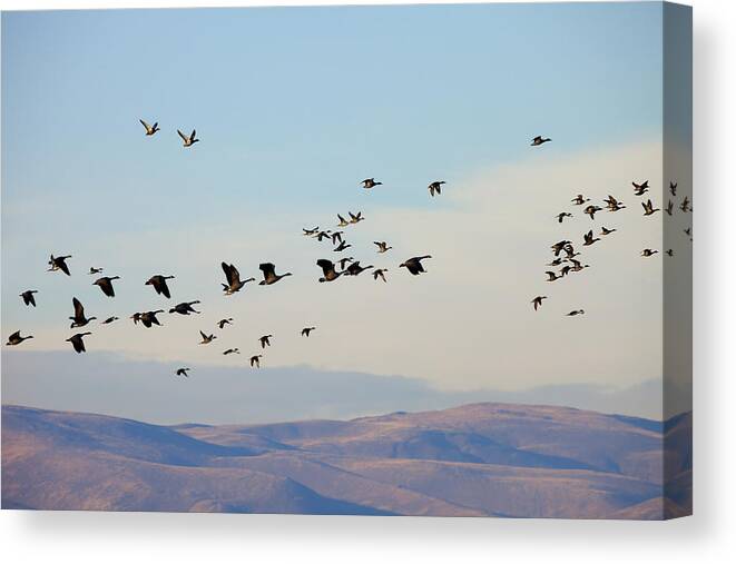 Waterfowl Canvas Print featuring the photograph Flight of the Waterfowl by Michael Dawson