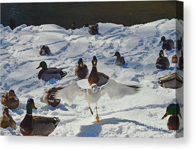 Ducks Canvas Print featuring the photograph Flight or Fancy by Dani McEvoy