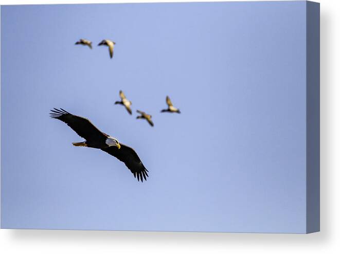 Bald Eagle Canvas Print featuring the photograph Flight Pattern by Ray Congrove