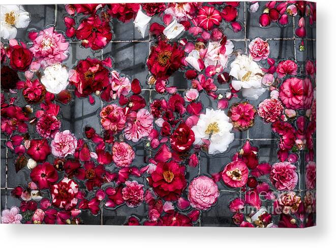 Camelias Canvas Print featuring the photograph Floating Camelia Blossoms by Ann Jacobson