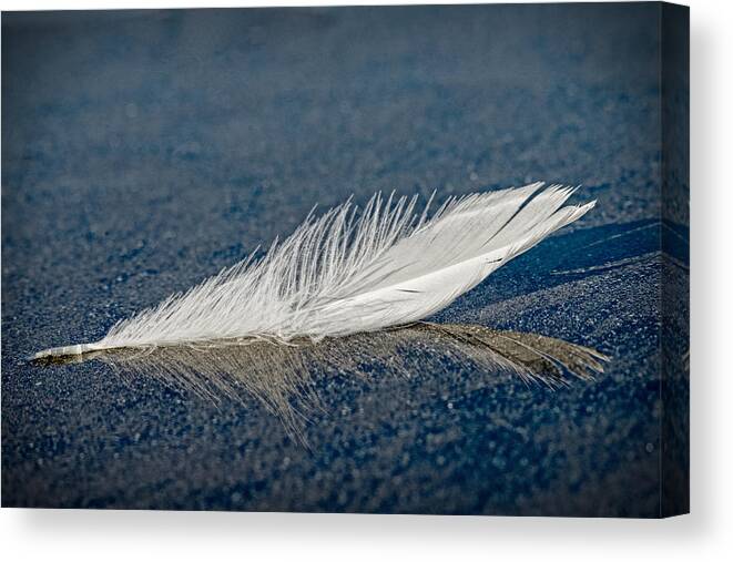 Feather Canvas Print featuring the photograph Floating Feather Reflection by Robert Potts