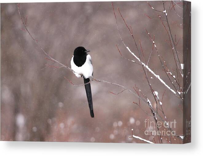 Floating Magpie Canvas Print featuring the photograph Floating Magpie by Alyce Taylor