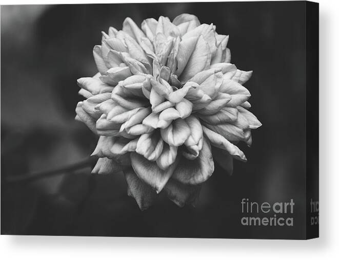 White Canvas Print featuring the photograph Floral Black and White by Andrea Anderegg