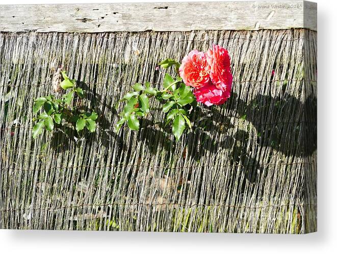 Rose Canvas Print featuring the photograph Floral Escape by Ivana Westin