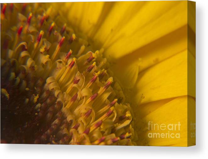 Wall Art Canvas Print featuring the photograph Floral Matchsticks by Kelly Holm