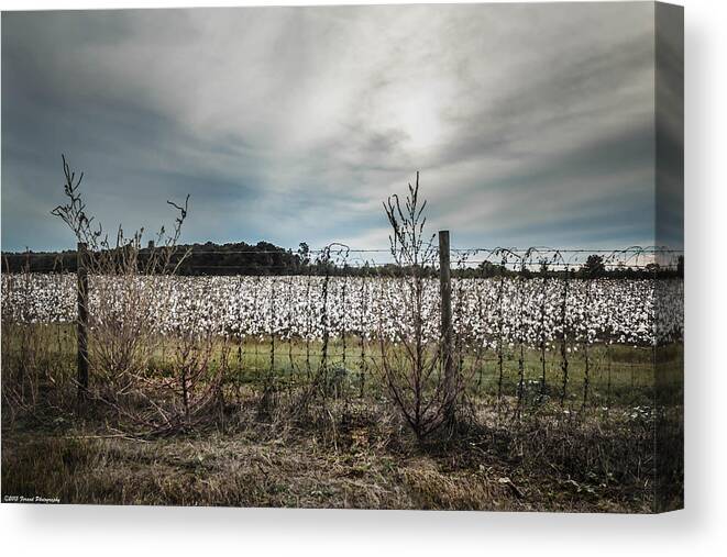 Cotton Canvas Print featuring the photograph Florida Cotton Fields by Debra Forand