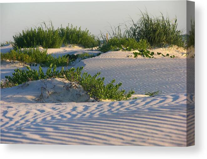Florida Canvas Print featuring the photograph Florida dunes by Julianne Felton