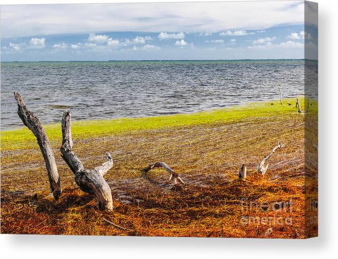 Ocean Canvas Print featuring the photograph Florida Keys colors by Elena Elisseeva