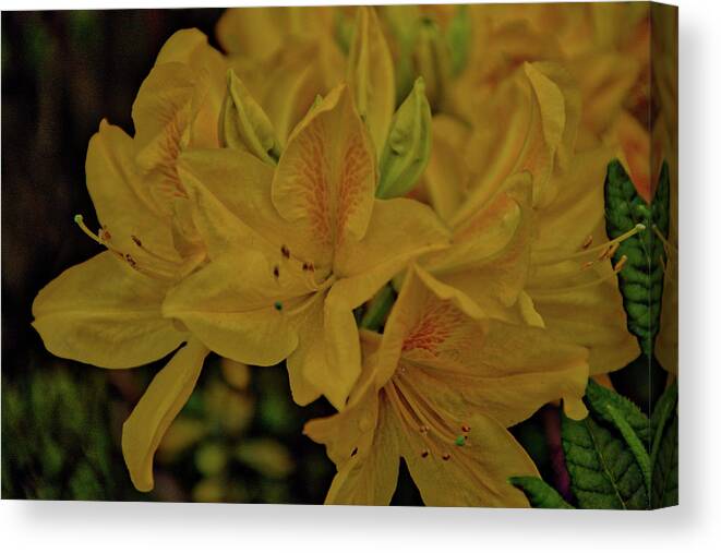 Belgium Canvas Print featuring the photograph Flower 6 by Ingrid Dendievel