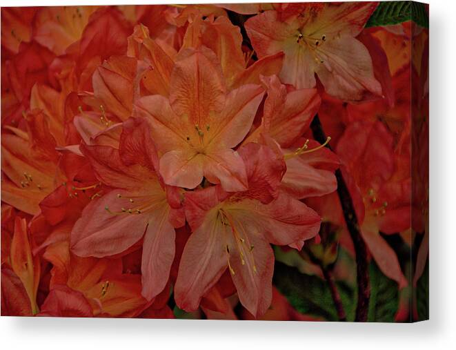 Belgium Canvas Print featuring the photograph Flower 7 by Ingrid Dendievel