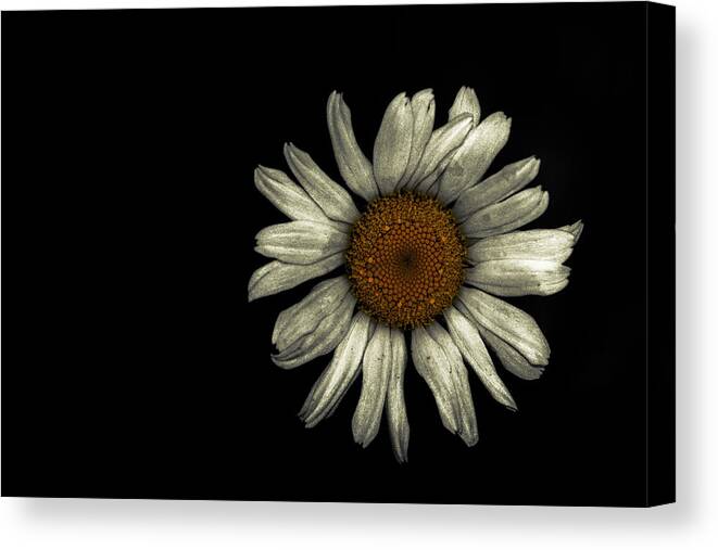 Flower Canvas Print featuring the photograph Flower Black by Goutham Ganesh
