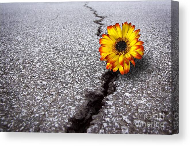 Abstract Canvas Print featuring the photograph Flower in asphalt by Carlos Caetano