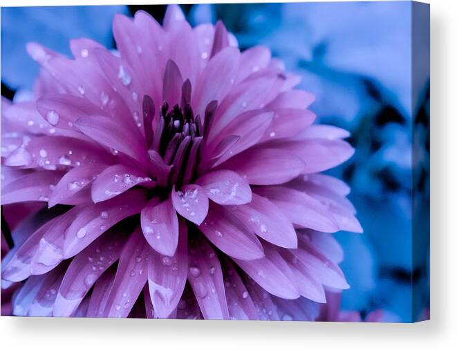 Flower Canvas Print featuring the photograph Flower in the Moonlight by Artsy Gypsy