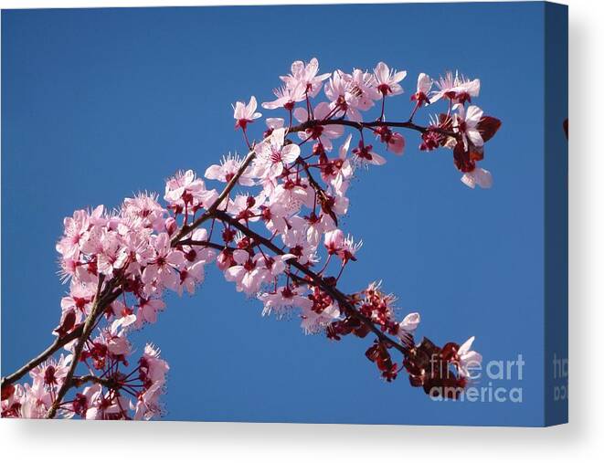 Bloom Canvas Print featuring the photograph Flowering of the Plum Tree 4 by Jean Bernard Roussilhe