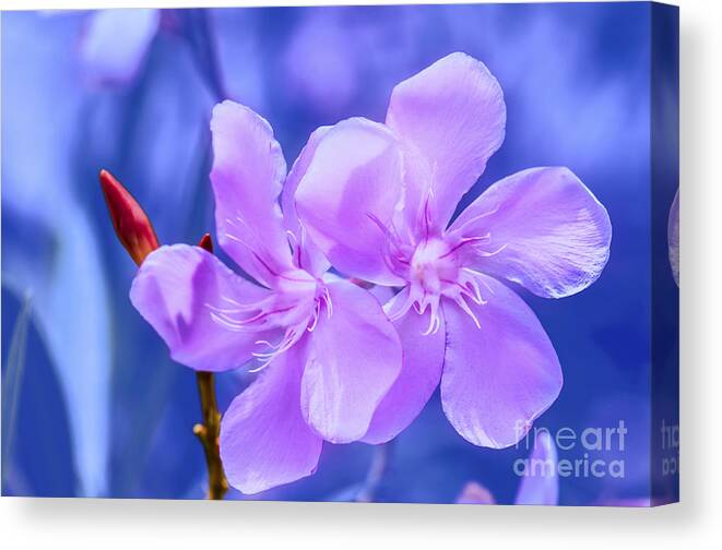Flowers Canvas Print featuring the photograph Flowers 103 by Charuhas Images