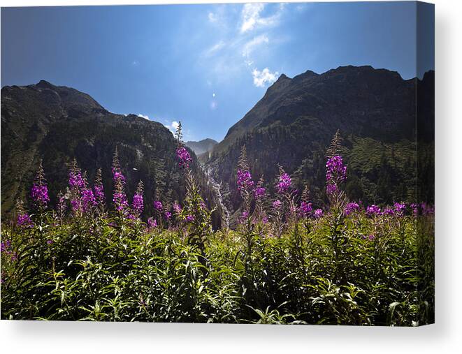 Montagna Canvas Print featuring the photograph Flowers line by Marco Missiaja