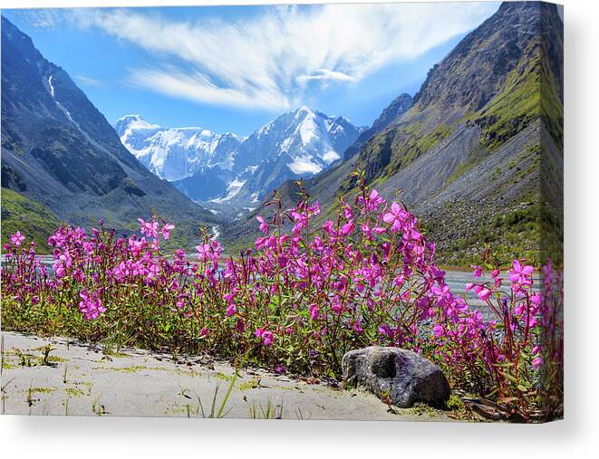 Russian Artists New Wave Canvas Print featuring the photograph Flowers of the Mountains, Altai by Victor Kovchin