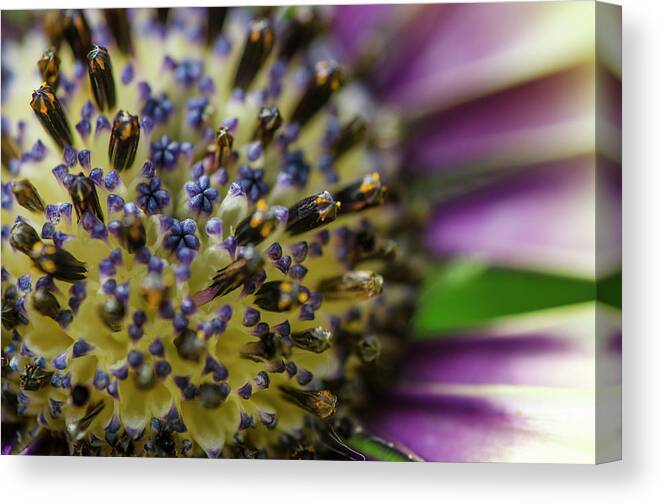 2015 Canvas Print featuring the photograph Flowers within flowers by Sandra Parlow