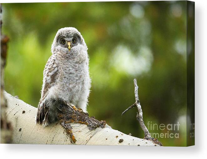 Great Gray Owl Canvas Print featuring the photograph Fluffy by Aaron Whittemore