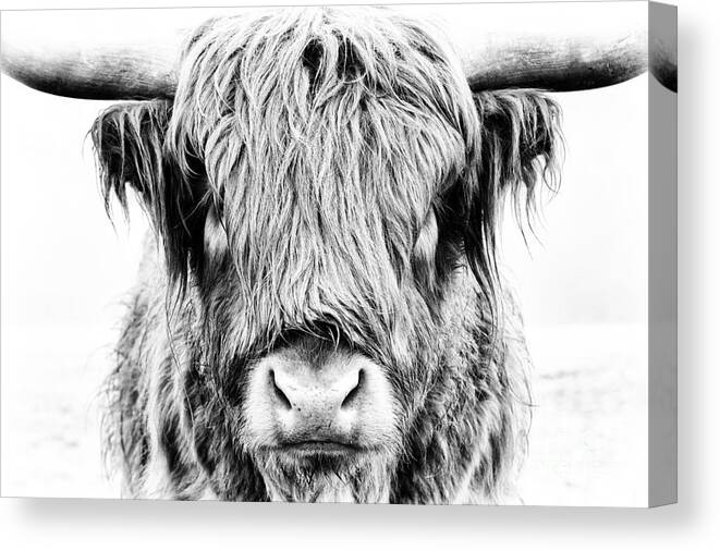 Highland Cow Canvas Print featuring the photograph Fluffy by Tim Gainey