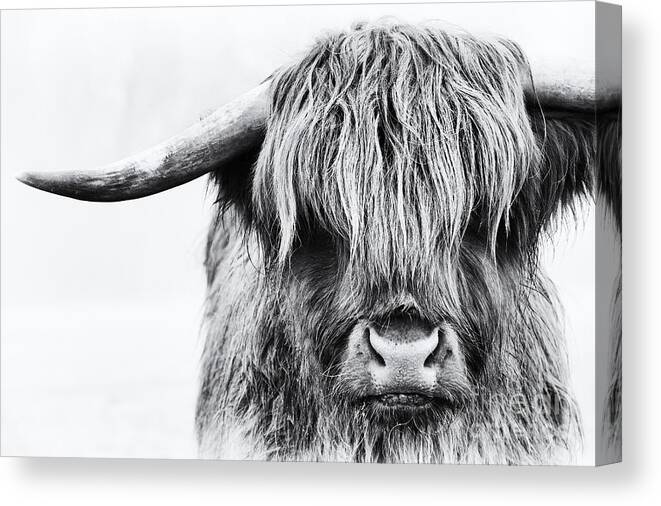 Highland Cow Canvas Print featuring the photograph Fluffys Mate by Tim Gainey
